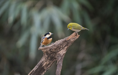 겨울철 먹이다툼을 하는 산새들