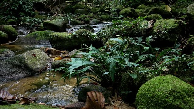 Stones and rocks covered by moss along water stream 