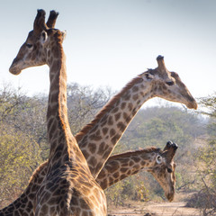 Giraffes parade in game reserve south africa