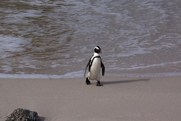 penguins parade in boulders beach, south africa