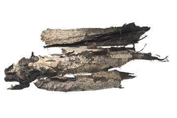 tree bark isolated on white background