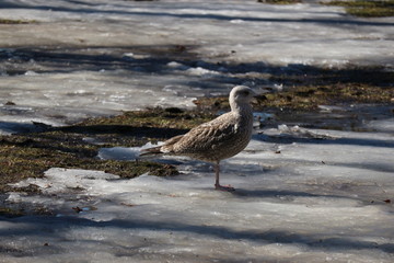 seagull in spring park