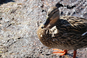 Duck in spring park
