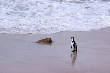 penguins parade in boulders beach, south africa