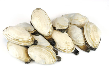 geoduck clam isolated on white background