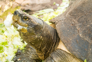 Turtles is amphibian one of the oldest reptile groups and an ancient group 