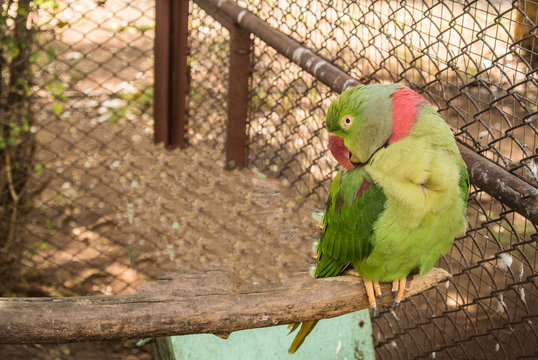 Parrots Or Psittacines Are Birds Found In Most Tropical And Subtropical Regions. The Greatest Diversity Of Parrots Is In South America And Australasia