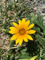 flower, yellow, nature, garden, sunflower, summer, plant, green, flora, flowers, floral, spring, bloom, blossom, beauty, petal, daisy, orange, macro, sun, bright, leaf