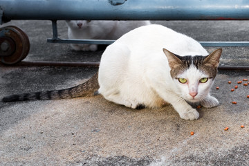 Fototapeta premium Feed food street cat isolate on background,front view from the top, technical cost-up.