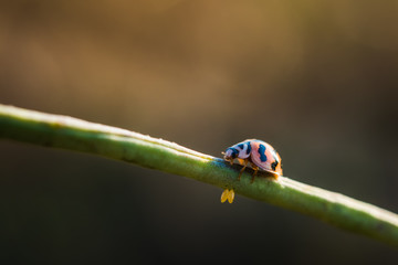 Beautiful ladybug on the branch
