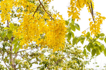 Yellow Golden Shower or Cassia Fistula