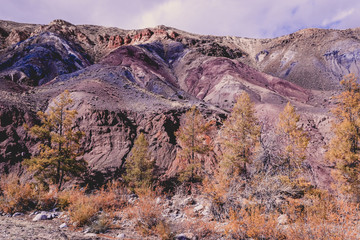 Colorful red rocks with yellow trees. Autumn in the Altai mountains.