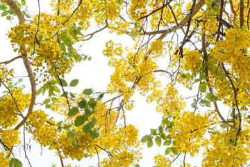 Yellow Golden Shower or Cassia Fistula