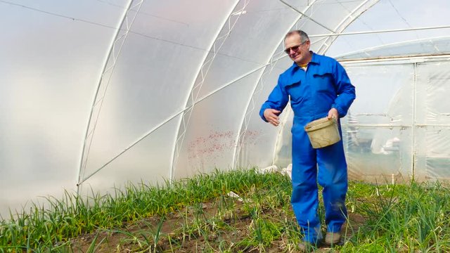 Farmer hand throws fertilizer in the greenhouse. Dolly gimbal video.