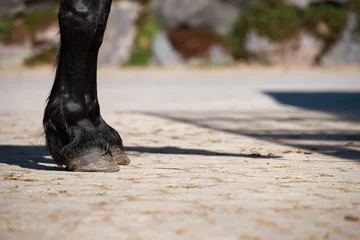 Tapeten Horse Friese (Friesian) hooves in front of resting position.. © RD-Fotografie