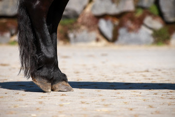 Pferd Friese (Friesian) Hufe hinten in Ruhestellung nahaufnahme.