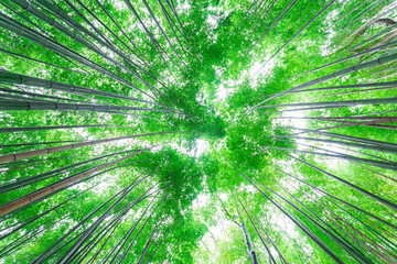 Fototapeta na wymiar Green background bamboo forest at Arashiyama