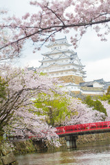 Fototapeta premium Himeji castle with sakura flower foreground sightseeing in Hyogo city