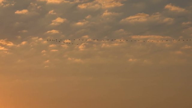 birds flock high in the sky at sunset red sun, migration of wild ducks or geese
