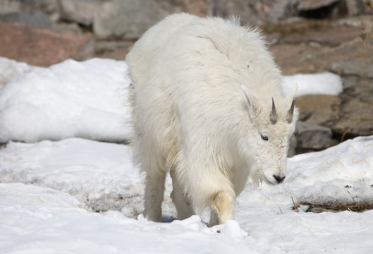 Снежная коза или горная коза. Rocky moumtain goat.
Она ловко поднимается на отвесные скалы скалистых гор.