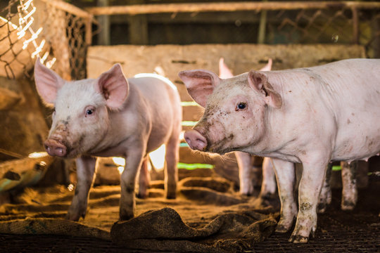 Little piglet inside of animal breeding farm