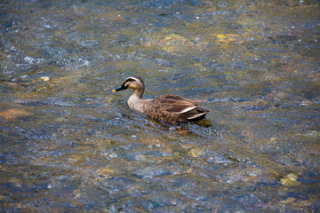 Anas zonorhyncha 川辺のカルガモ