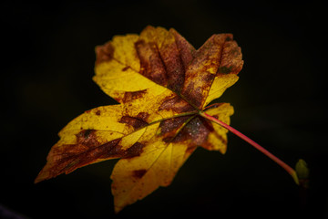 Foglia 01