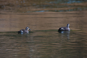Anas zonorhyncha 川辺のカルガモ