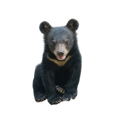 young asiatic black bear isolated © anankkml