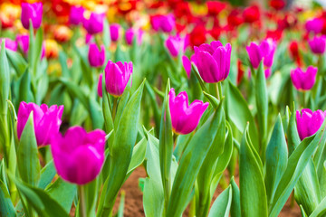 Colorful fresh tulip flower