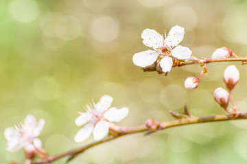 Blooming cherry blossom close up with blurred bokeh effect on green background
