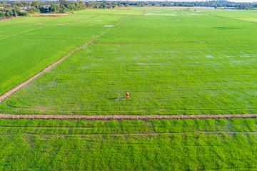 Farmer working fertilize spread in rice plantation