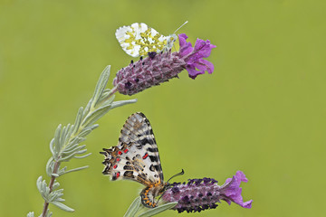 Karabaş otu üzerinde turuncu süslü kelebeği ( Anthocharis cardamines ) ve orman fistosu ( Zerynthia cerisyi   )  kelebeği  © mylasa