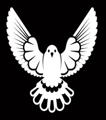 Fototapeta na wymiar Pigeon or dove, white bird