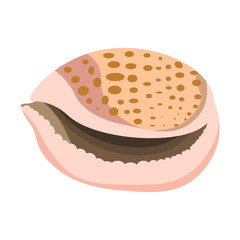 Shell or seashell and sea or ocean mollusk.