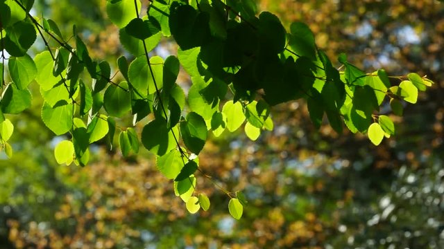 Natural background with green leaves on a tree branch.