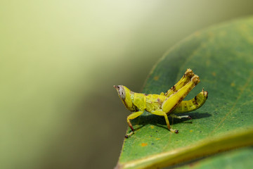 Image of baby green monkey grasshopper on green leaves. Insect Animal
