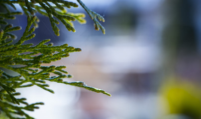 Beautiful green christmas leaves of Thuja trees. Thuja occidentalis is an evergreen coniferous tree.