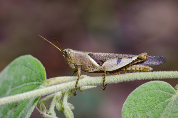 Image of White-banded Grasshopper(Stenocatantops splendens) on nature background. Insect. Animal.