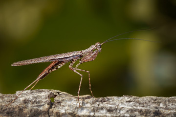 Image of Camouflaged bark mantis (Liturgusa sp.) on tree. Insect. Animal