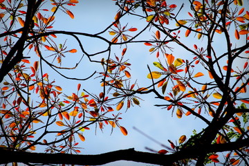 Illusionistic Folliage - Beauty of Colorful Leaves