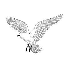 bird flying. illustration vector. hand drawing line art of animal. bird isolated line on white background. symbol of freedom. tattoo design. circle of life.