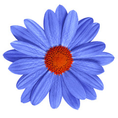 Garden flower blue red daisy isolated on white background. Close-up. Macro. Element of design.