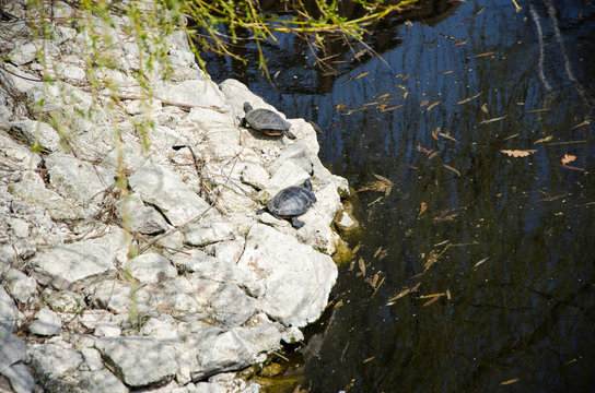 Turtles on a stone platform near pond