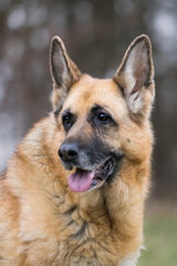 Portrait of a old senior german shepherd dog