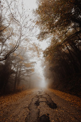 Beautiful view of a road in the middle of fog, with trees at the sides and leaves on the ground