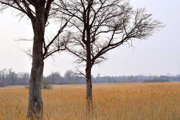 Two trees among the yellow grass