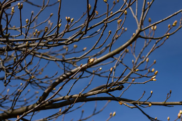 Blossoming tree with blue sky in spring or summer