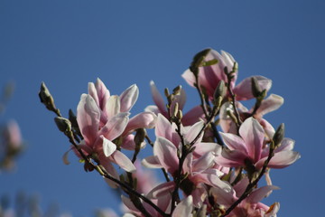 Blossom outside pink blühen 
