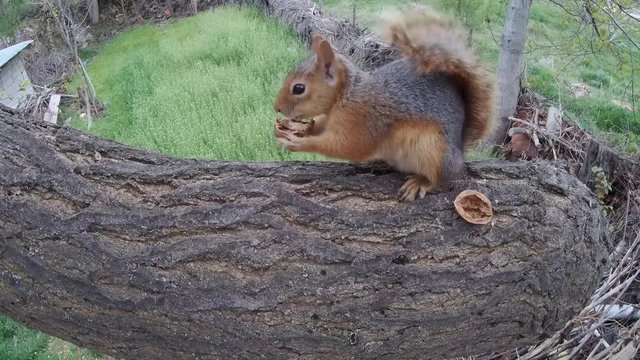 squirrel on the tree